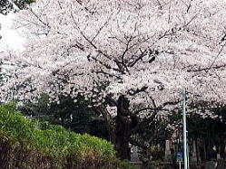 sakura2